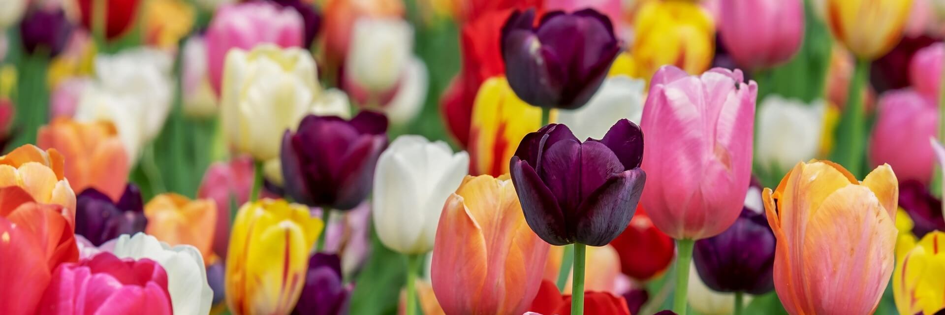 Фестивалът на лалето в Истанбул, 3 нощувки